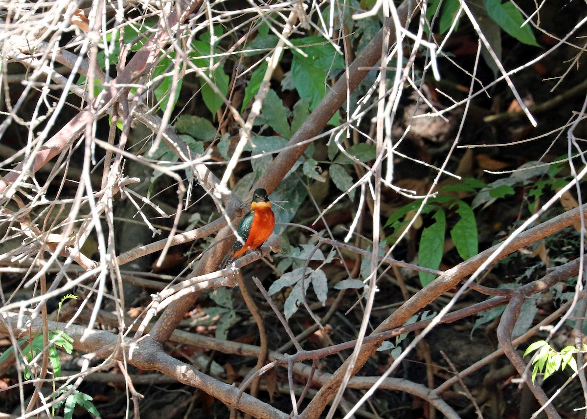 Green-and-rufous Kingfisher - ML644444890