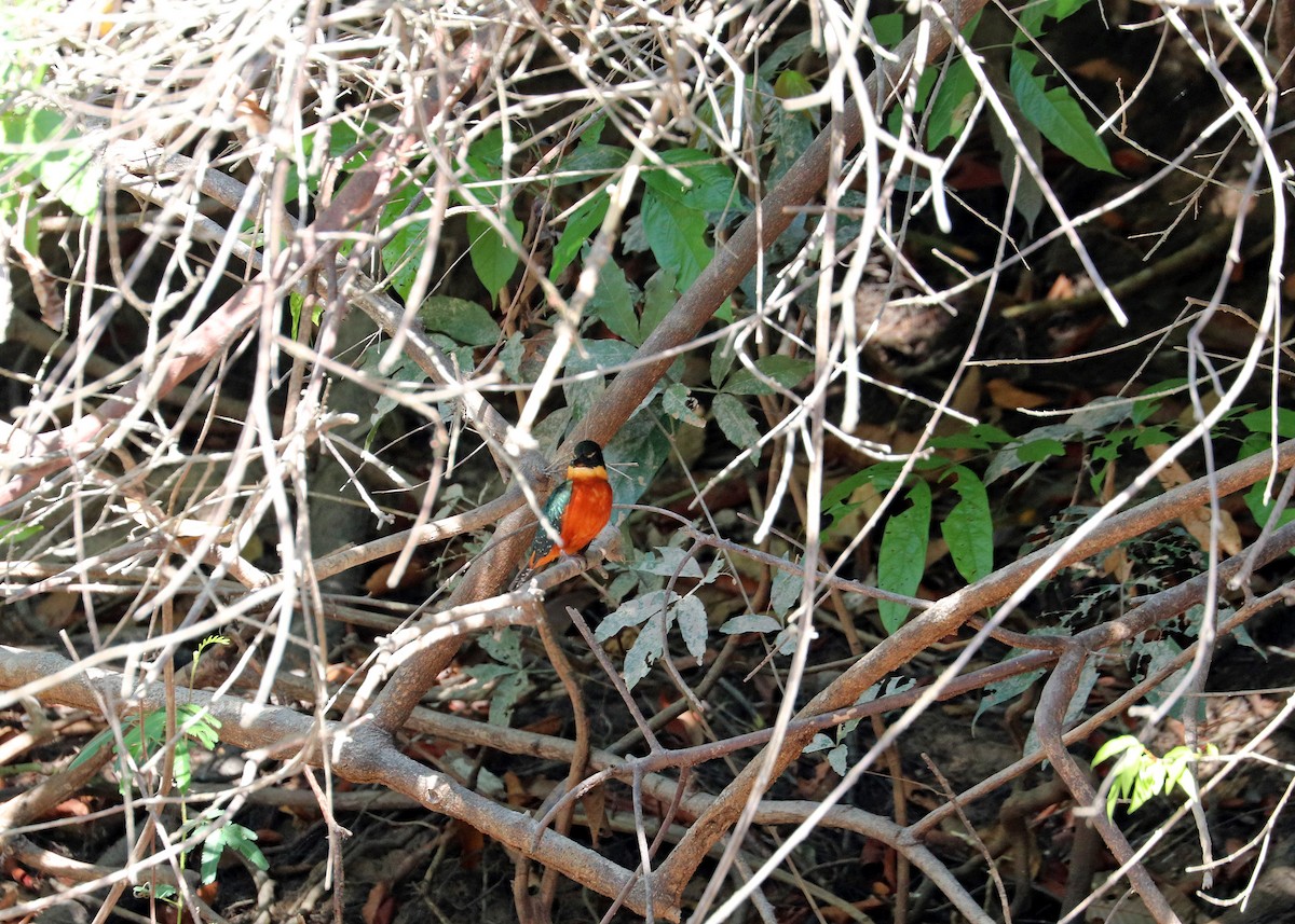 Green-and-rufous Kingfisher - ML644444891