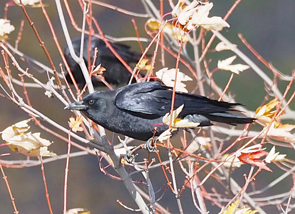 American Crow - ML644444892
