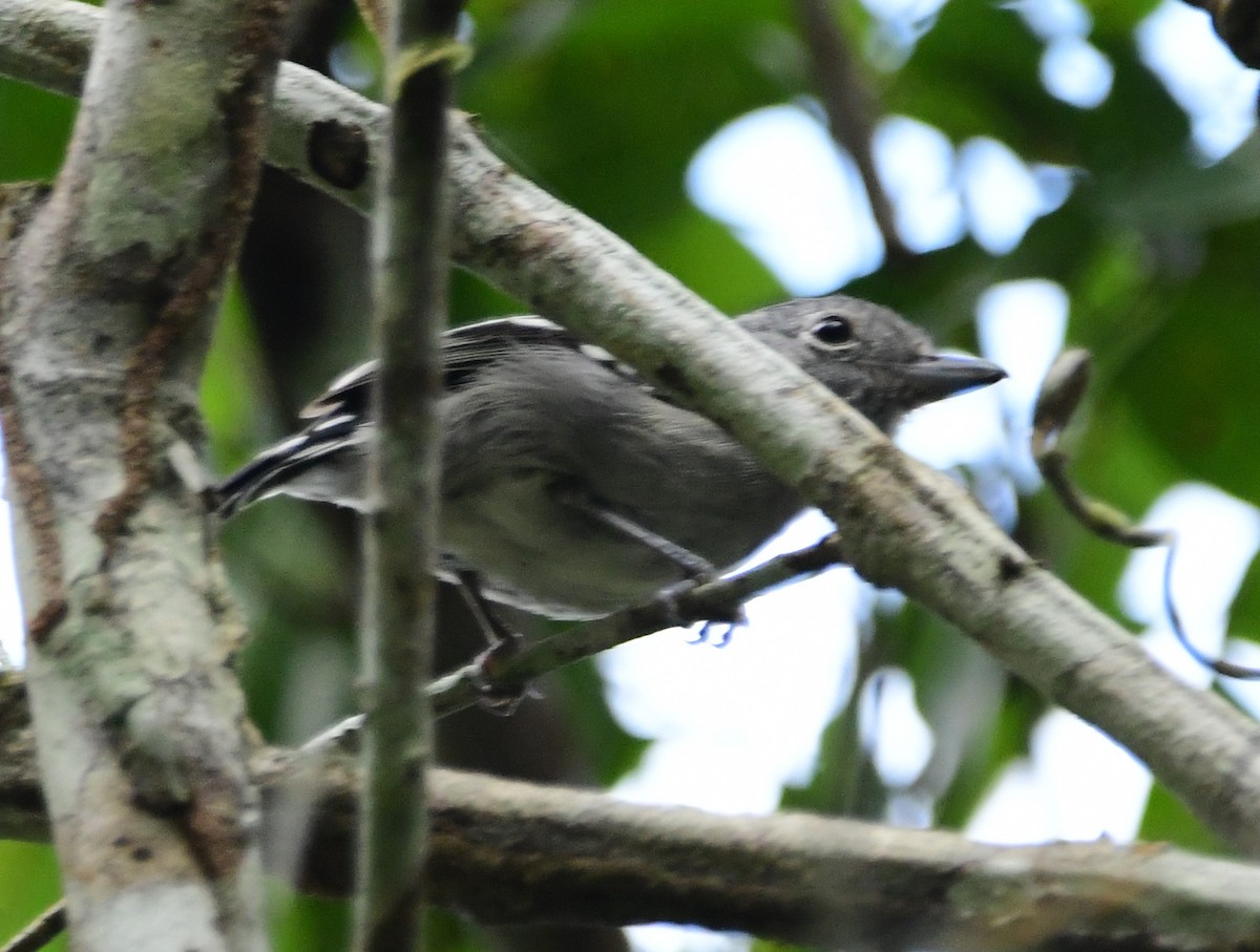 Sooretama Slaty-Antshrike - ML644444893