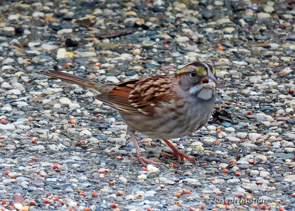 White-throated Sparrow - ML644444899