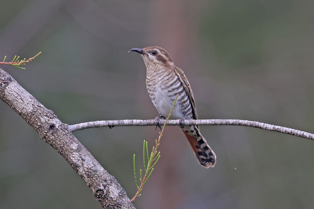 マミジロテリカッコウ - ML644444910