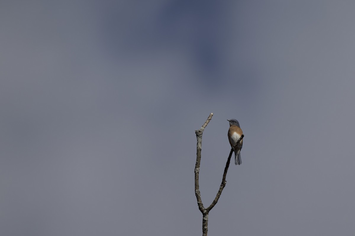 Eastern Bluebird - ML644444912