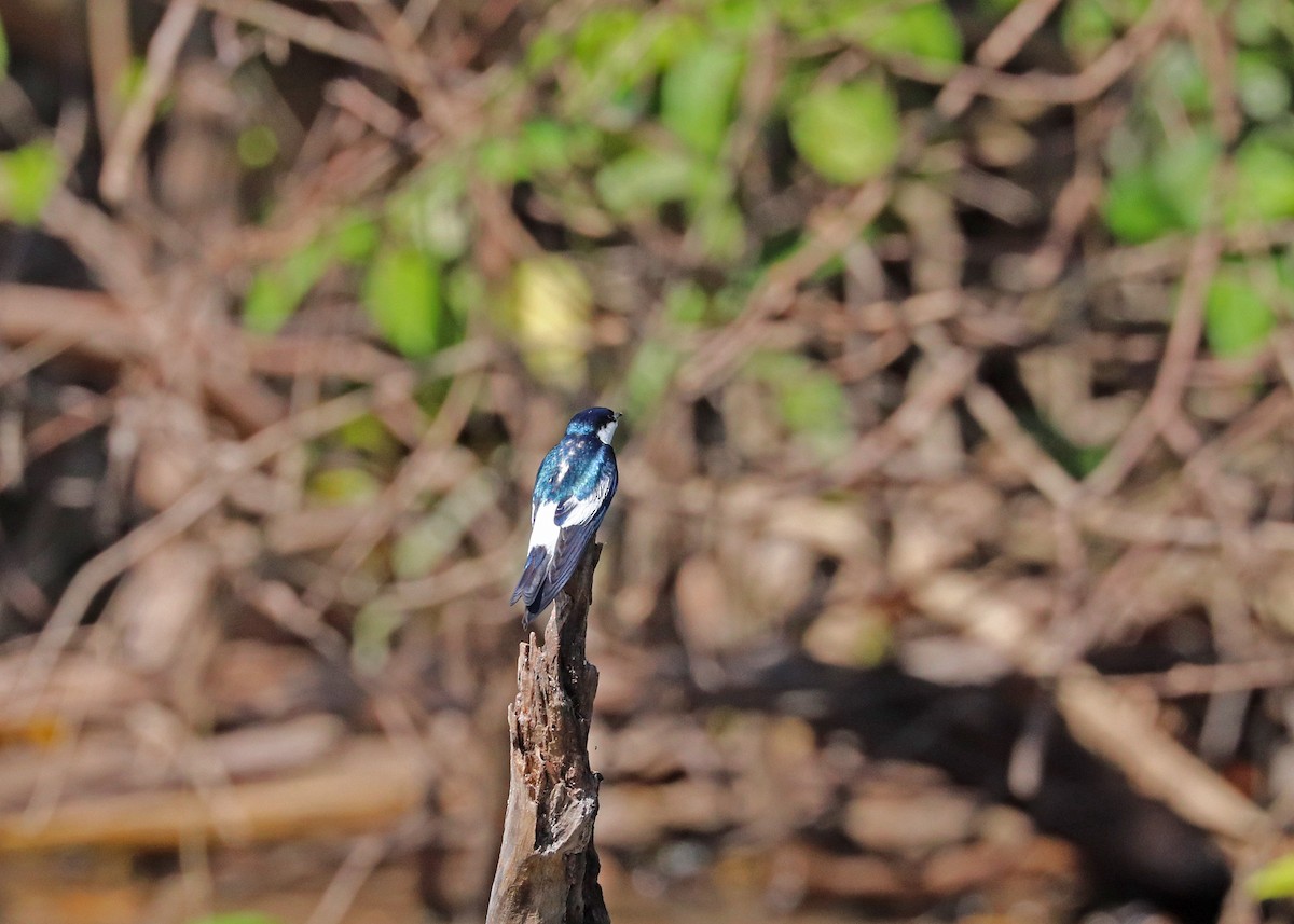 Cayenneschwalbe - ML644444913