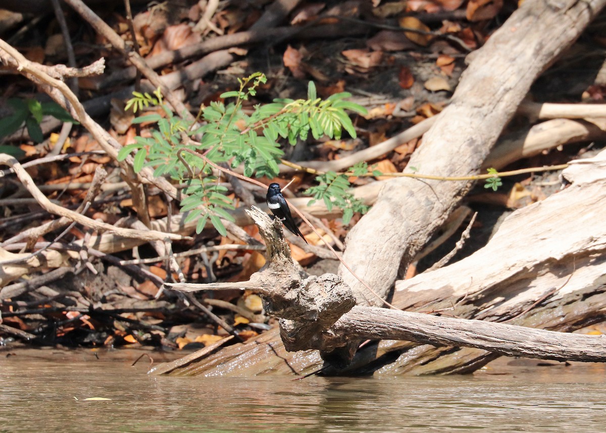 White-banded Swallow - ML644444920