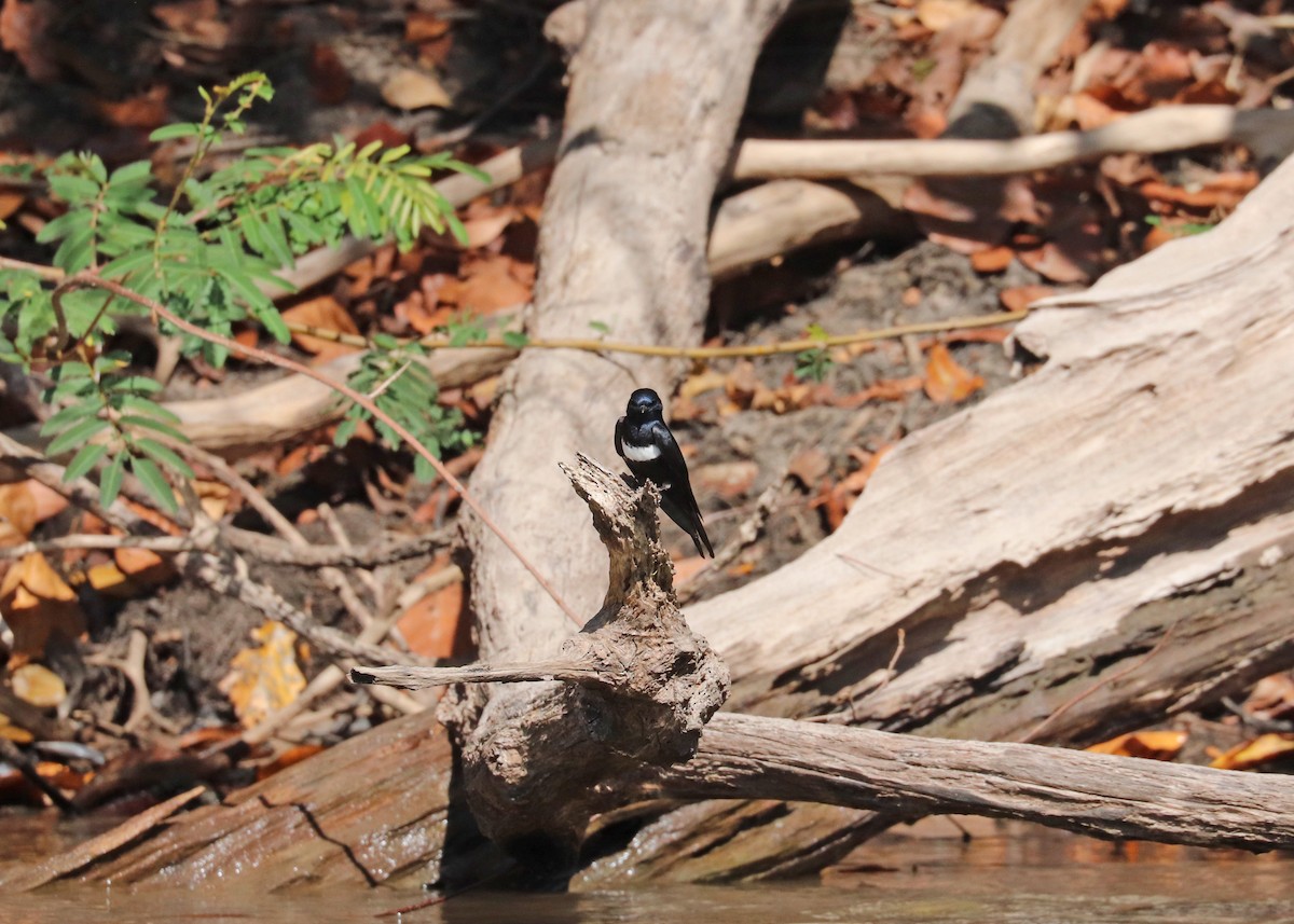 White-banded Swallow - ML644444921