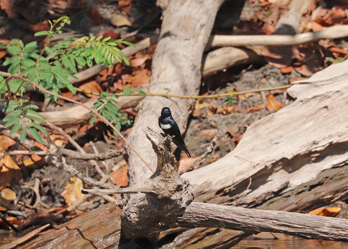 White-banded Swallow - ML644444922