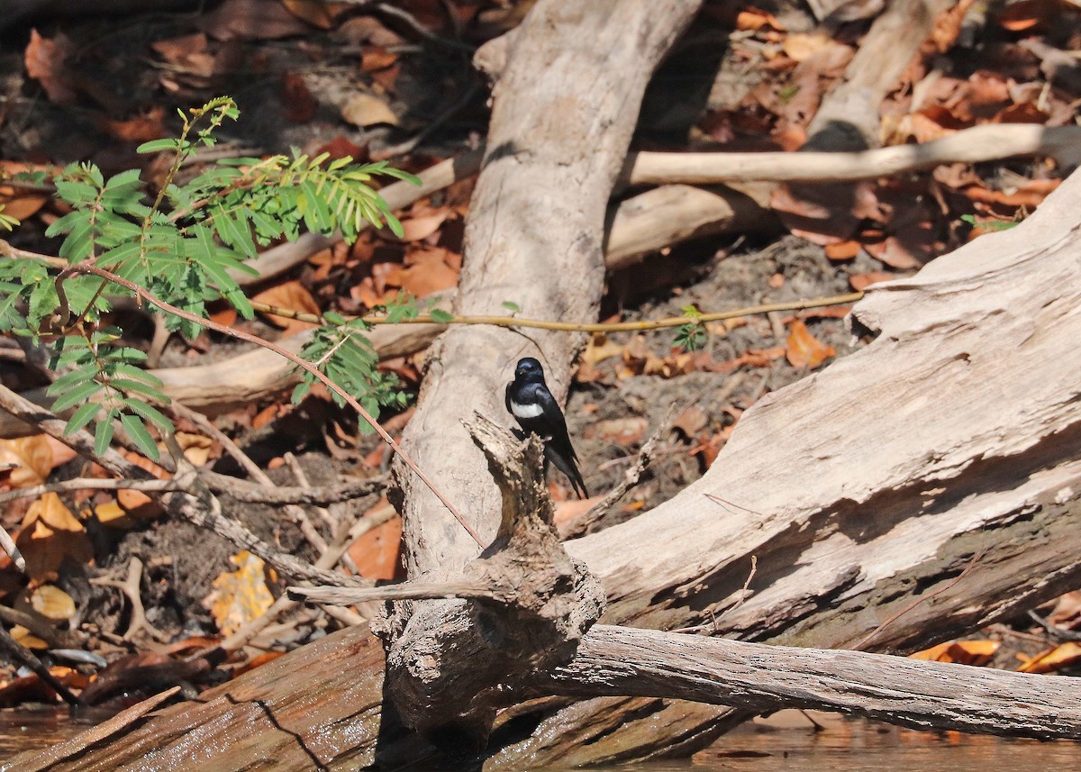 White-banded Swallow - ML644444923