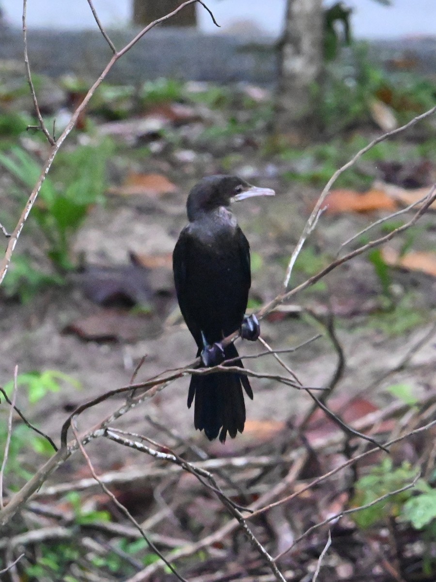 orientdvergskarv - ML644444924