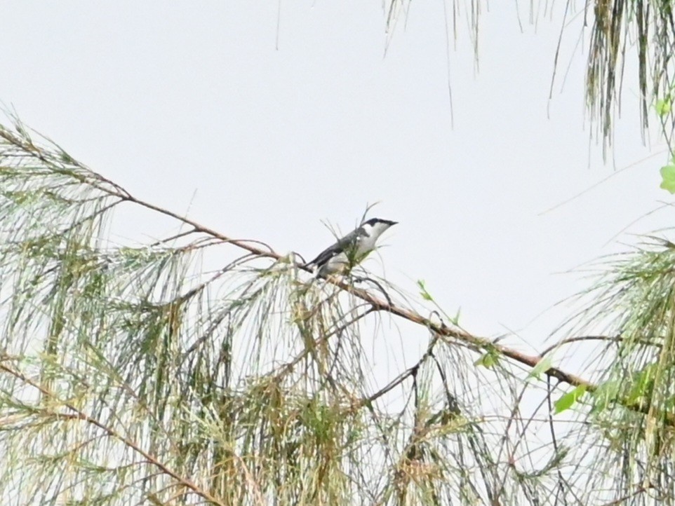 サンショウクイ - ML644444936