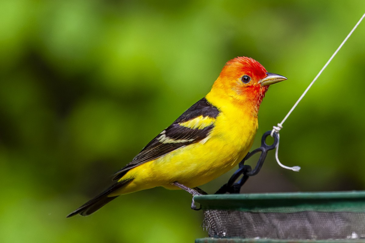 Желтоплечая пиранга - ML644444938