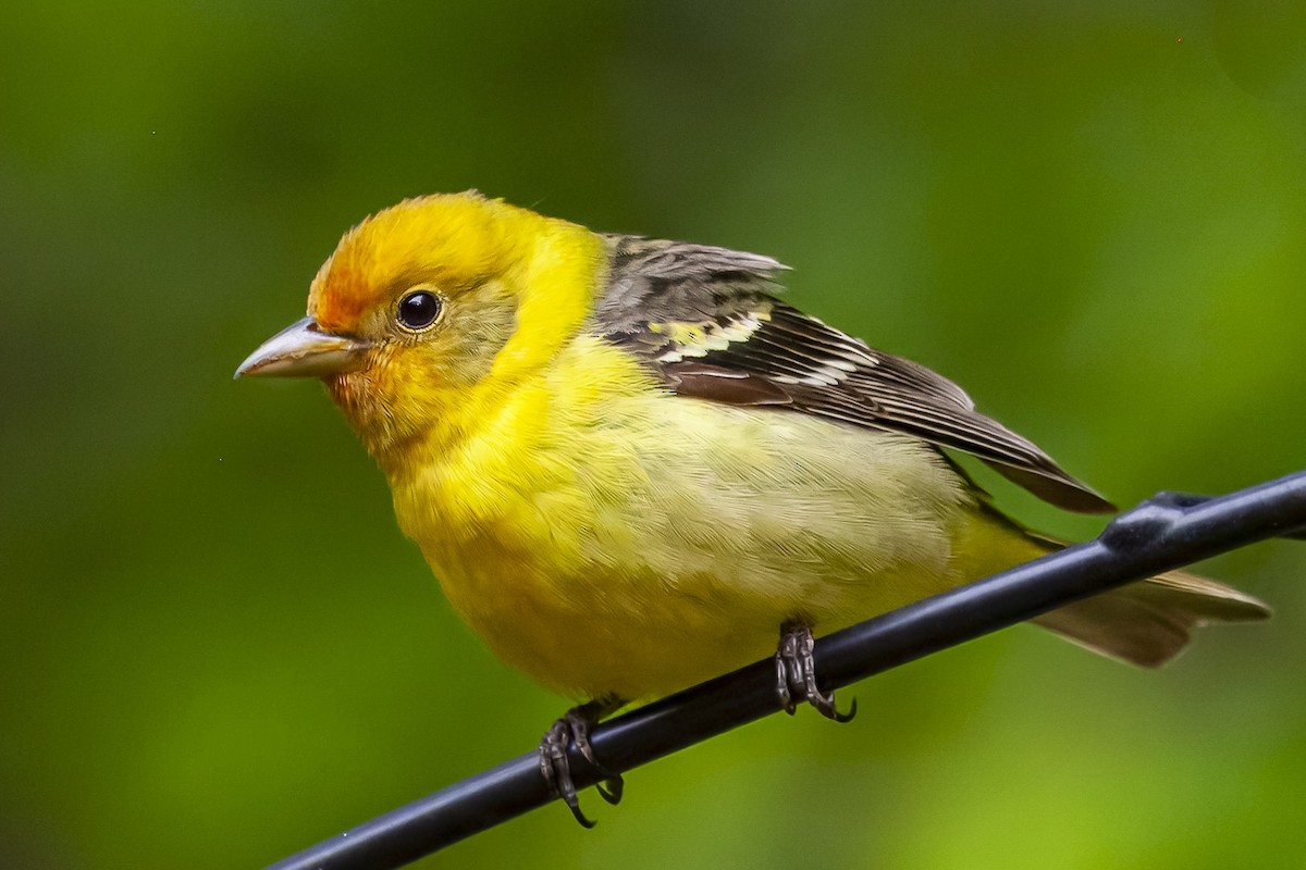 Желтоплечая пиранга - ML644444939