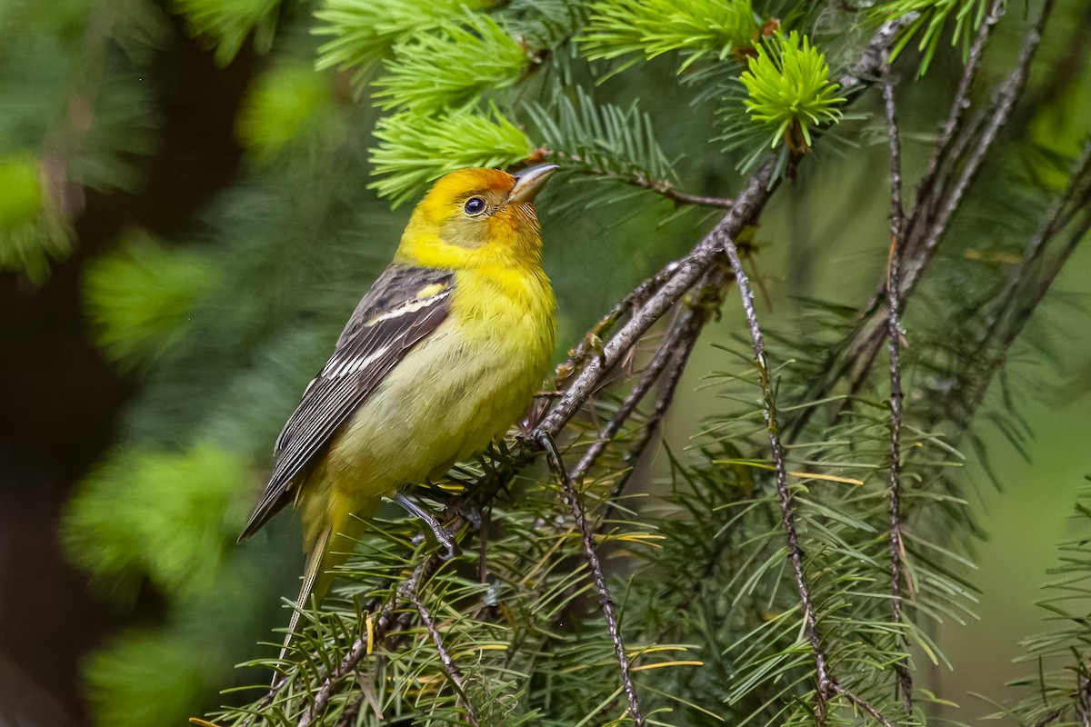 Желтоплечая пиранга - ML644444940