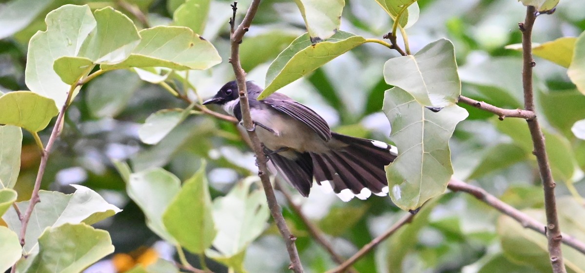 Malaysian Pied-Fantail - ML644444949