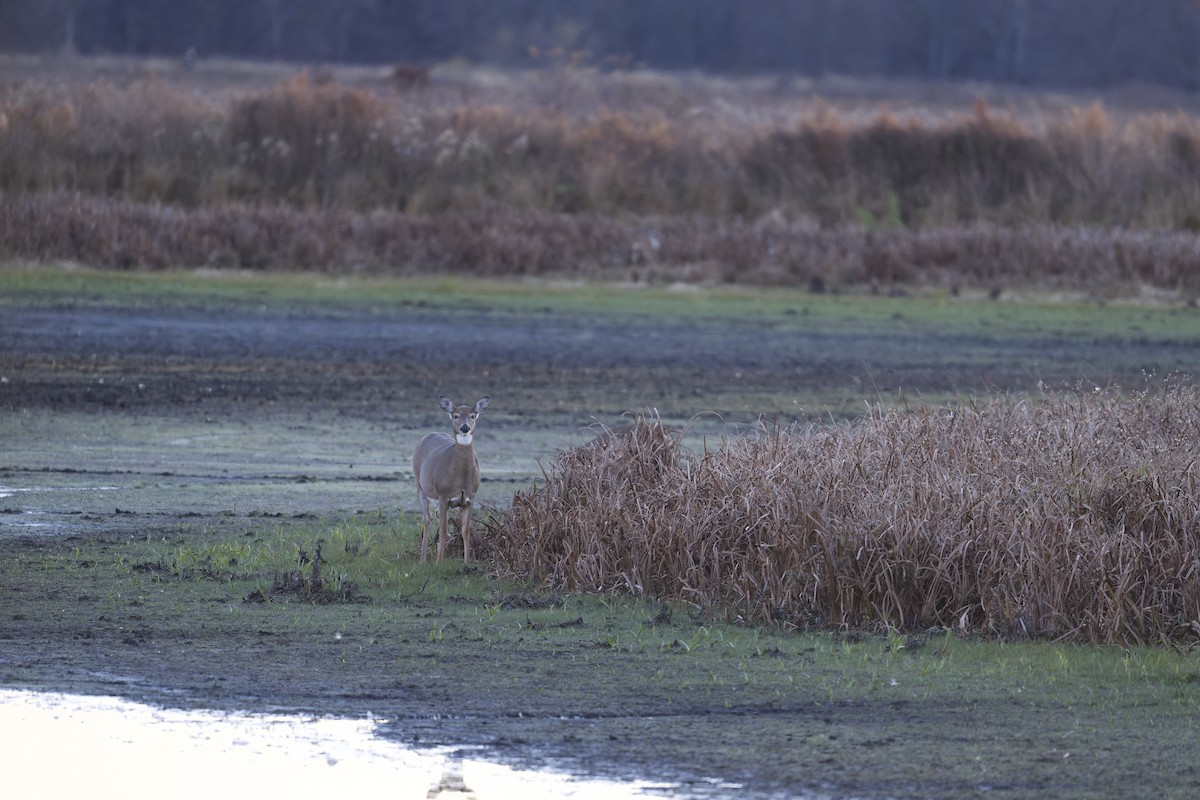 White-tailed Deer - ML644444952