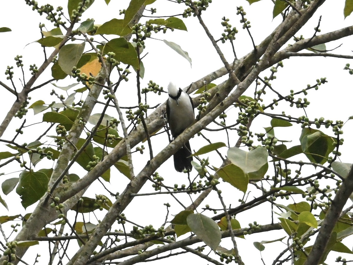 White-crested Laughingthrush - ML644444964