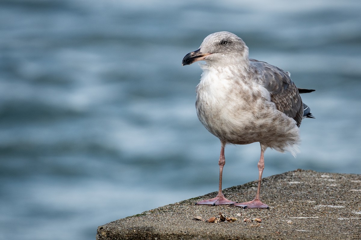 Western Gull - ML644444969