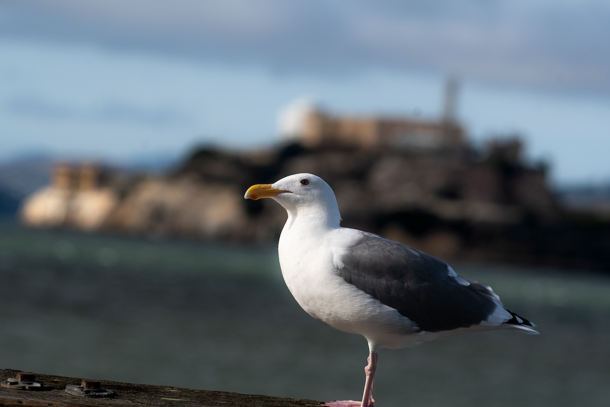 Western Gull - ML644444970
