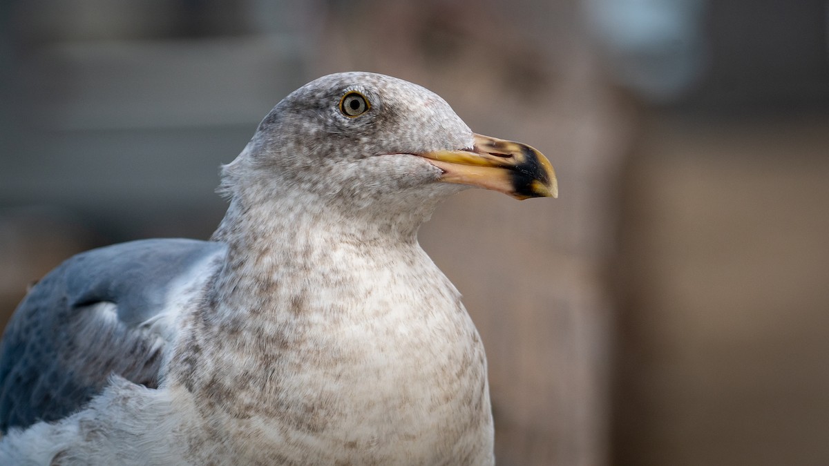 Western Gull - ML644444971