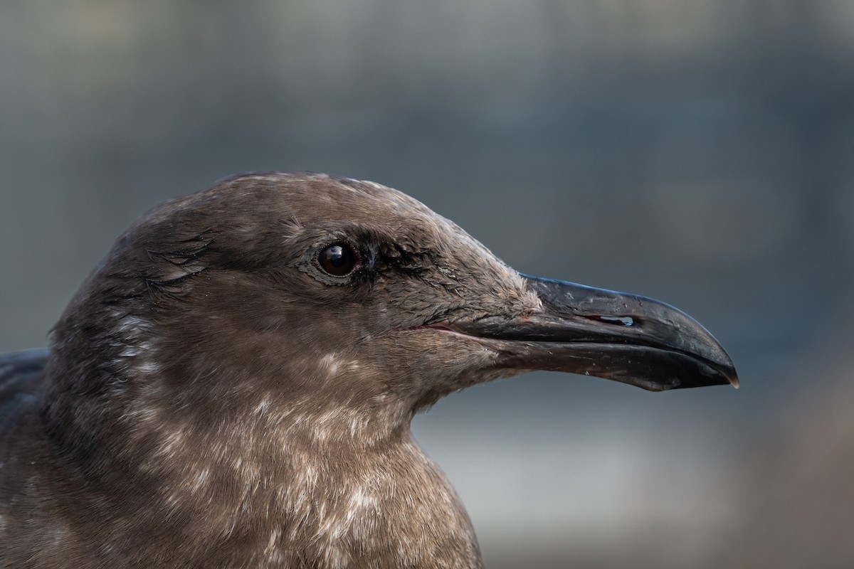 Western Gull - ML644444972
