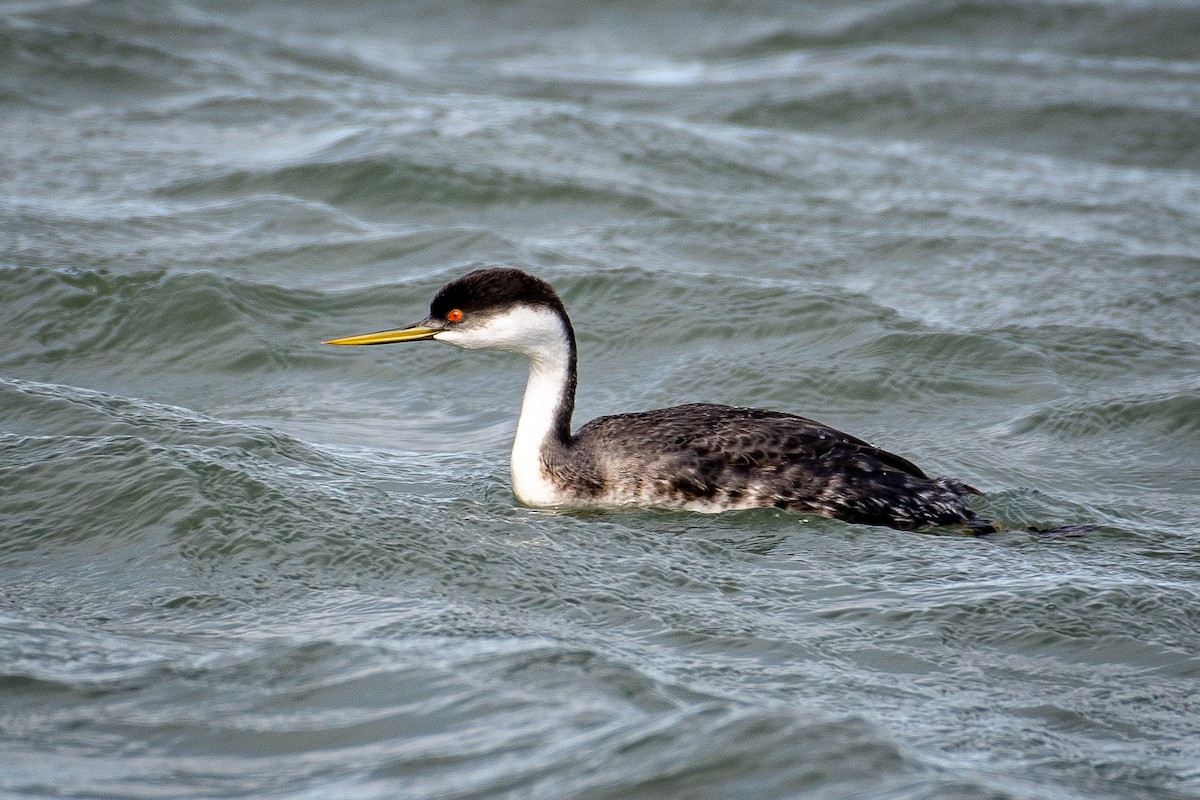 Murgil mendebaldarra - ML644444975