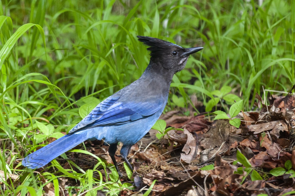 Steller's Jay - ML644444981