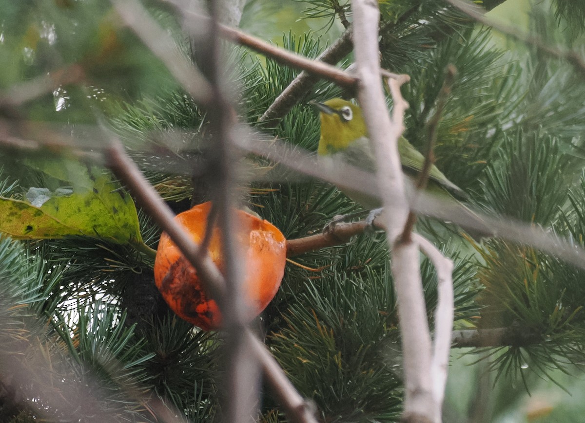 Anteojitos Japonés - ML644444983