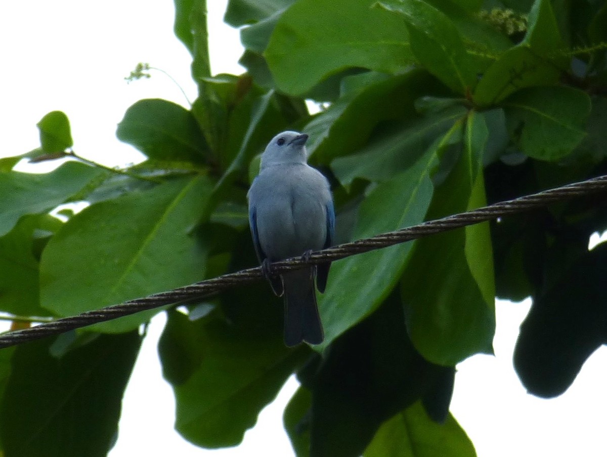 Blue-gray Tanager - ML644444988