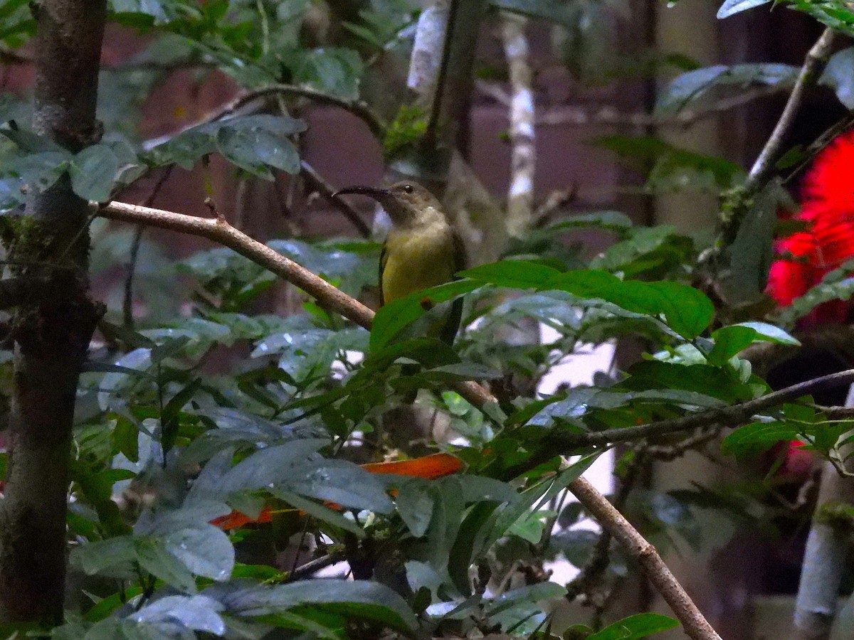 Thick-billed Spiderhunter - ML644444991