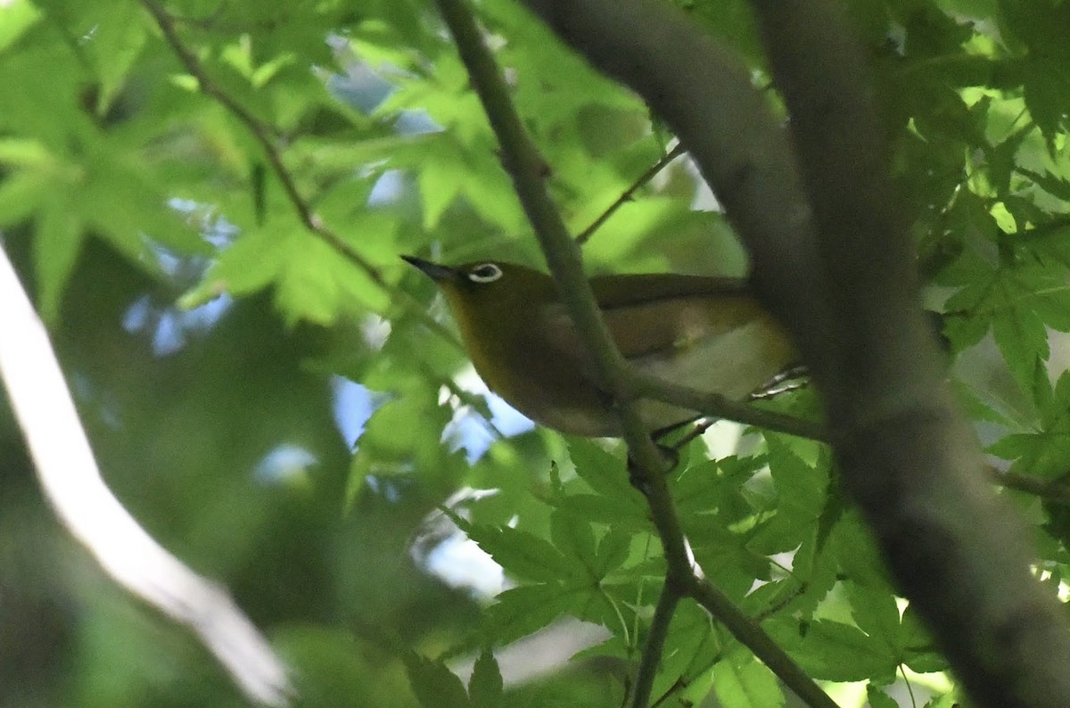 Anteojitos Japonés - ML644445017