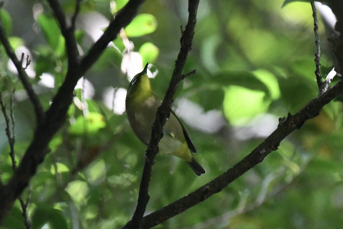 Anteojitos Japonés - ML644445018