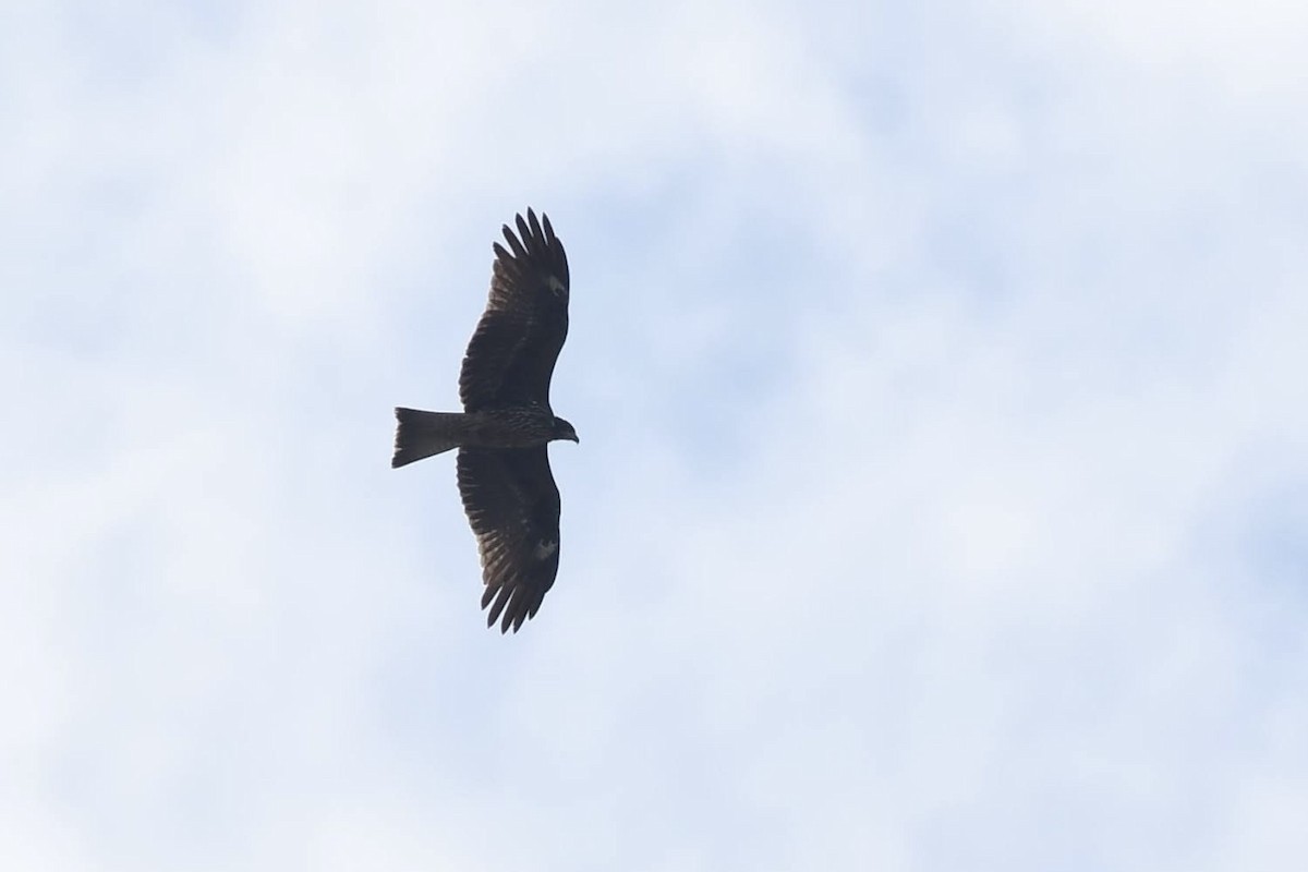 Black Kite (Black-eared) - ML644445029