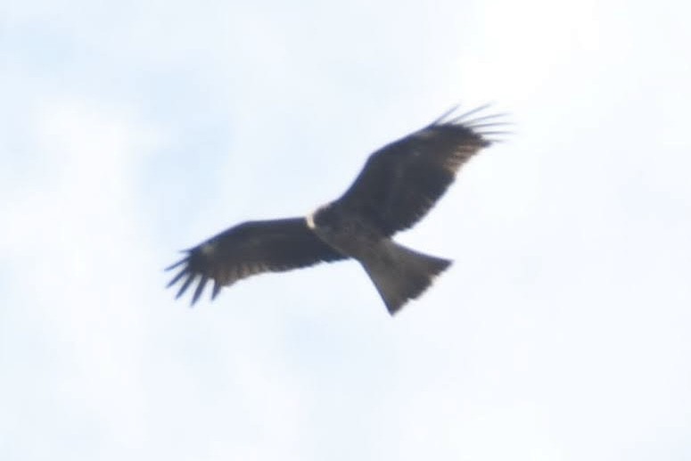 Black Kite (Black-eared) - ML644445030