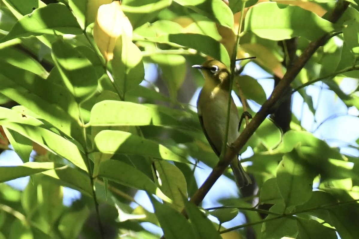 Anteojitos Japonés - ML644445033