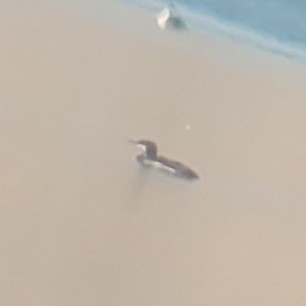 צוללן אדום-גרון - ML644445034