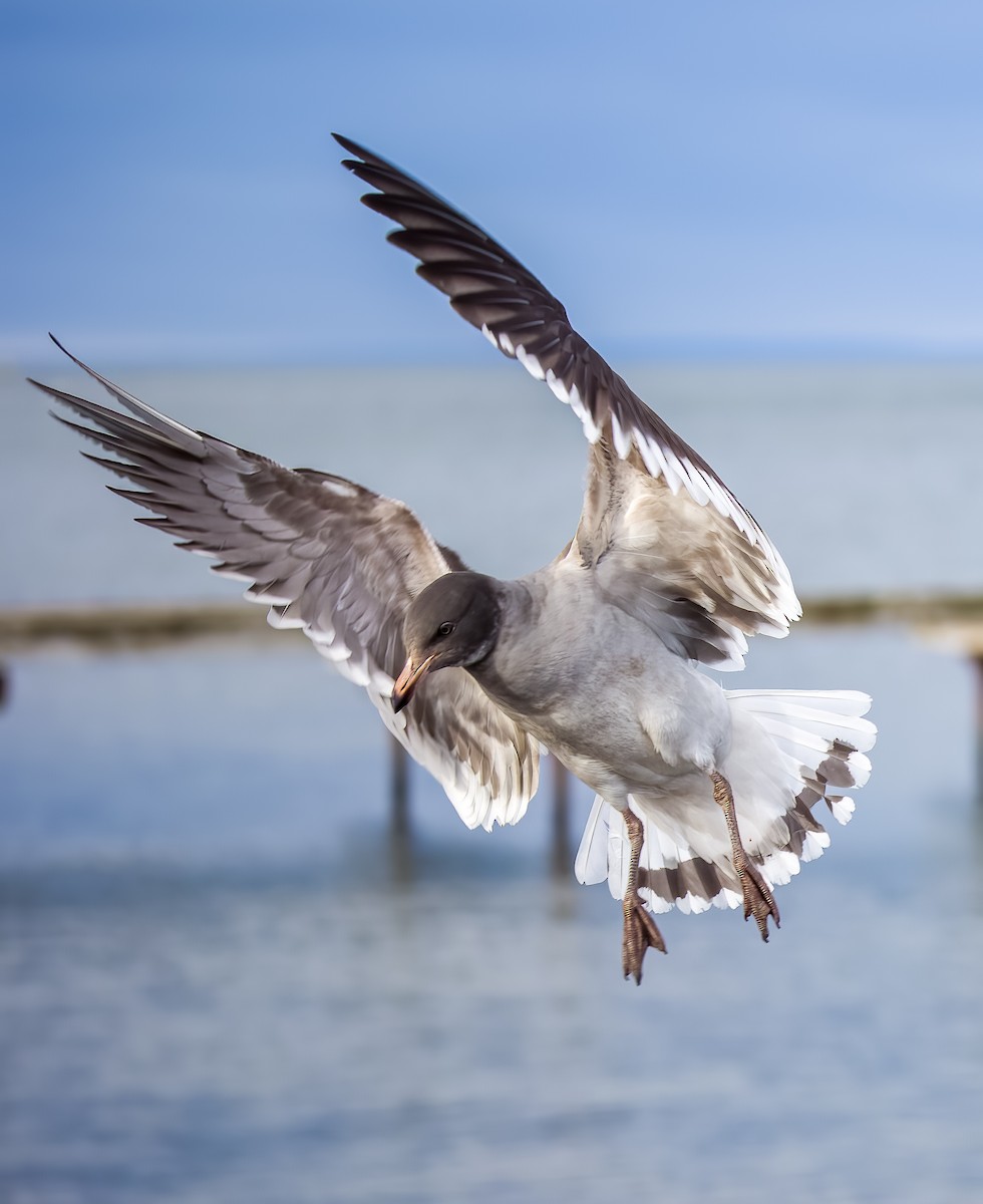 Dolphin Gull - ML644445042