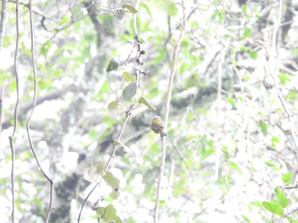 Gray-headed Canary-Flycatcher - ML644445043