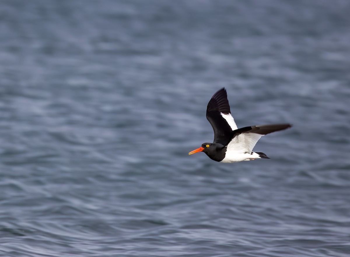 マゼランミヤコドリ - ML644445044