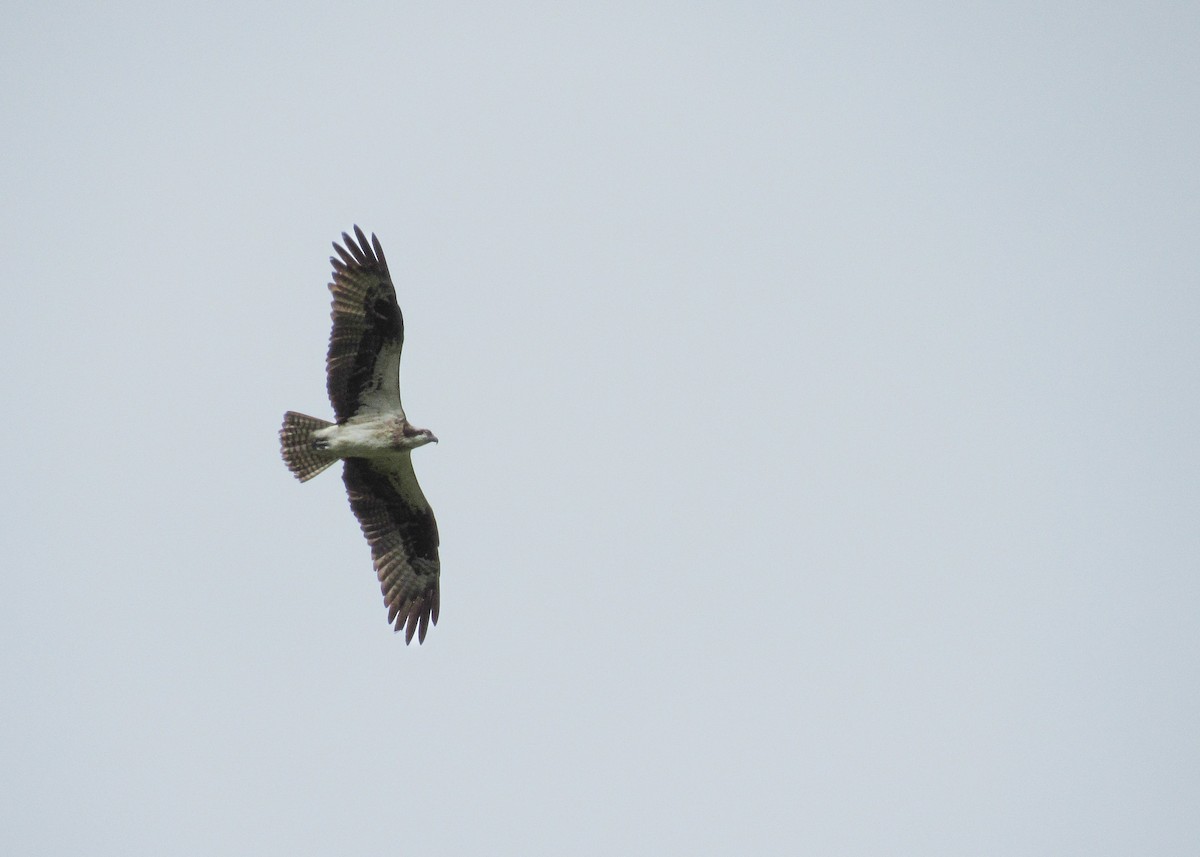 Osprey - ML644445053