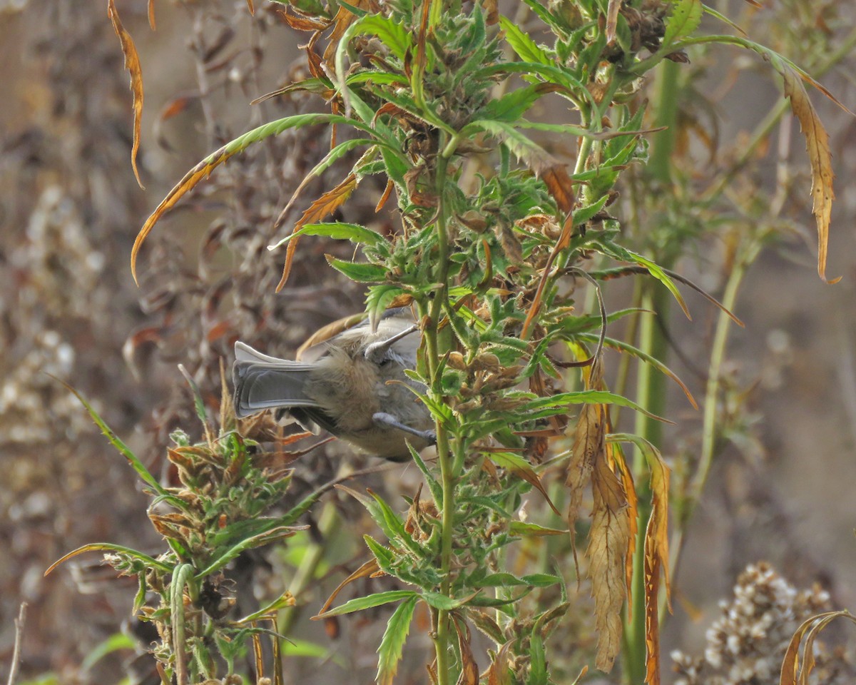 Black-capped Chickadee - ML644445054