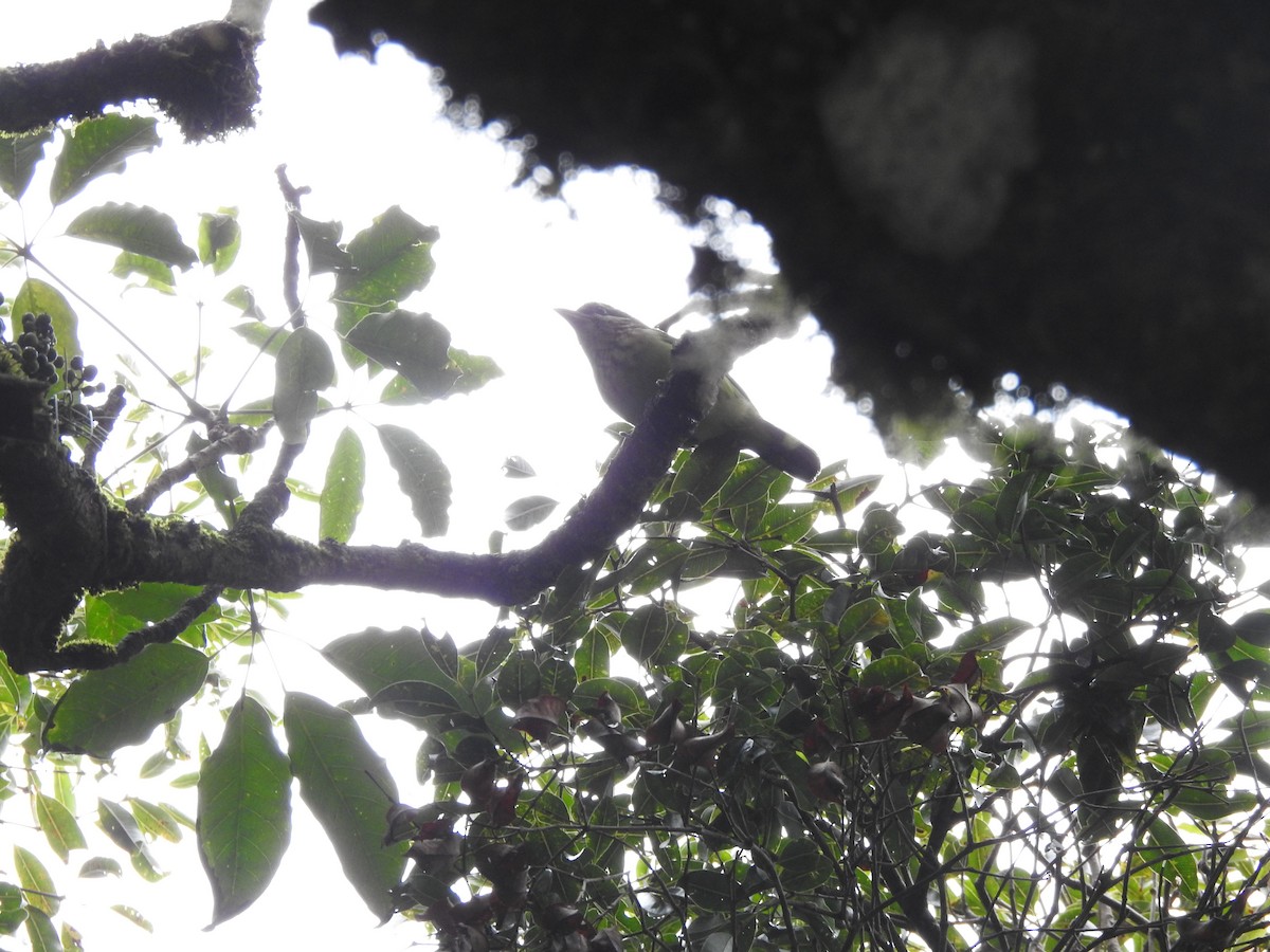 White-cheeked Barbet - ML644445058