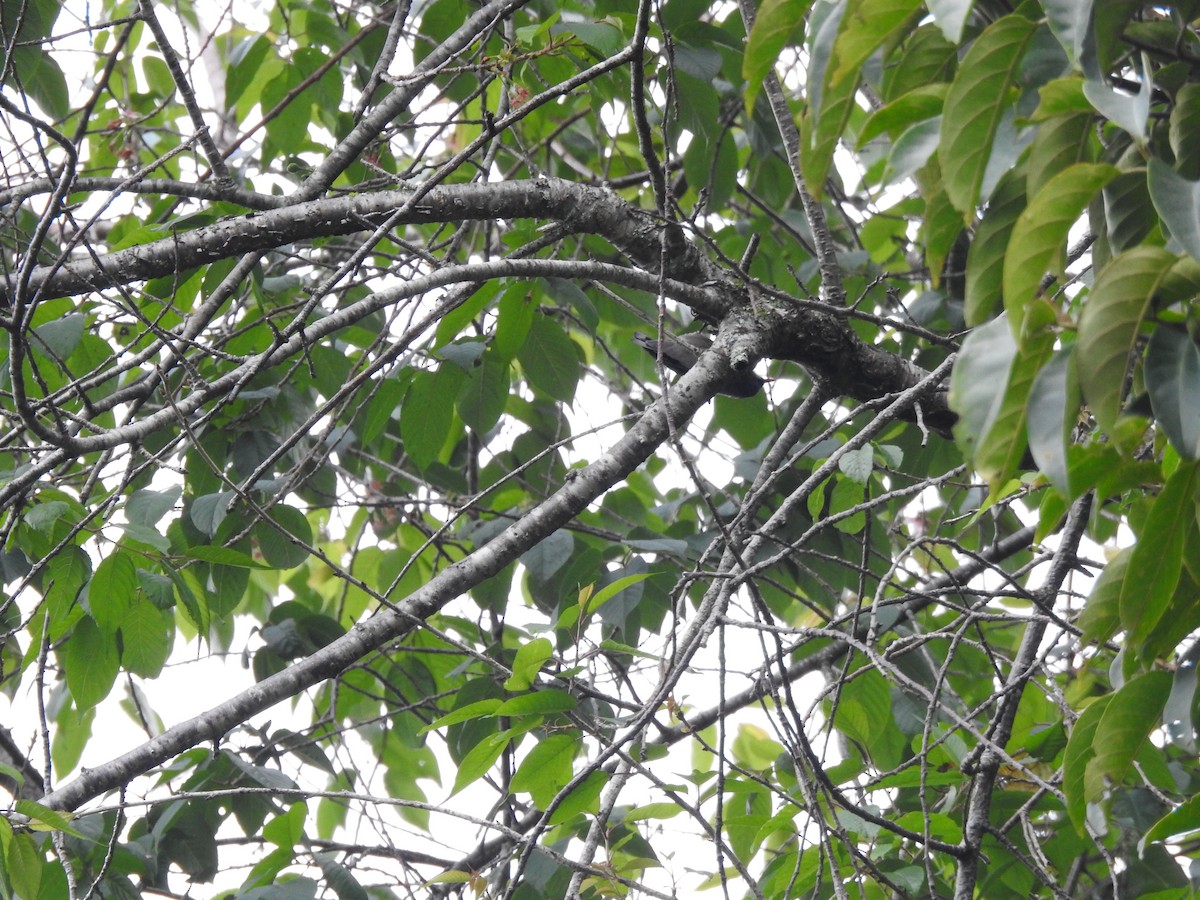 Velvet-fronted Nuthatch - ML644445080