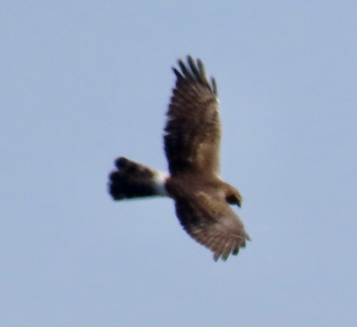 Aguilucho de Hudson - ML644445088