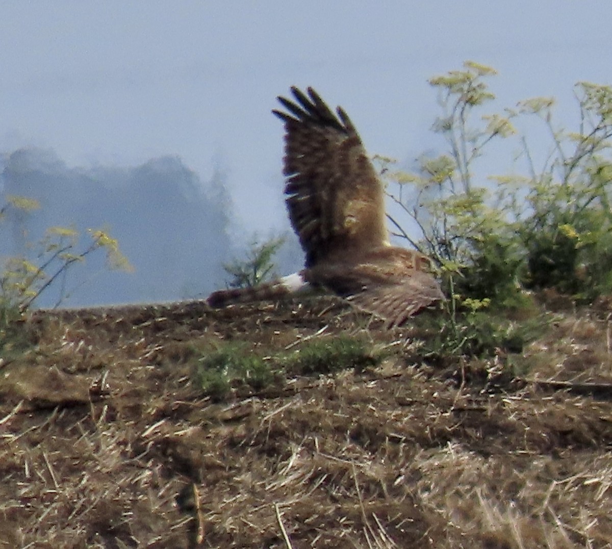 Aguilucho de Hudson - ML644445089