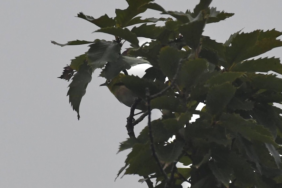 Anteojitos Japonés - ML644445096