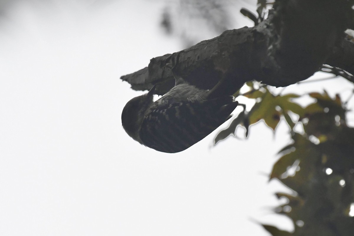 Japanese Pygmy Woodpecker - ML644445103