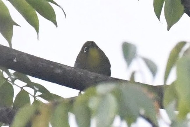 Anteojitos Japonés - ML644445105