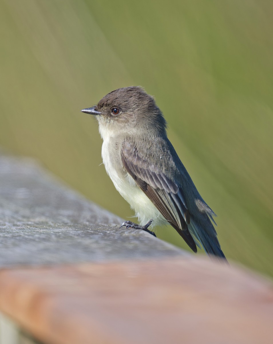 Weißbauch-Phoebetyrann - ML644445112