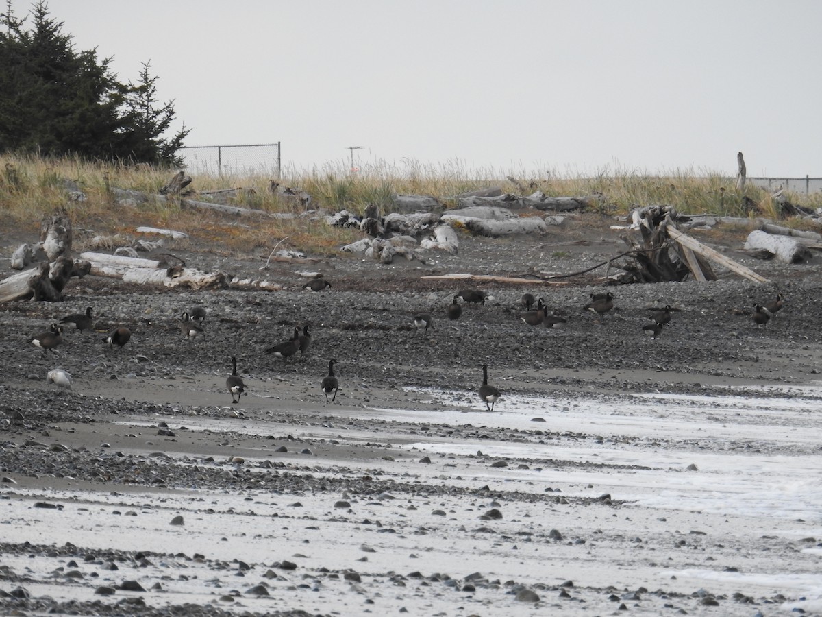 Branta kanadar handia (occidentalis/fulva) - ML644445139