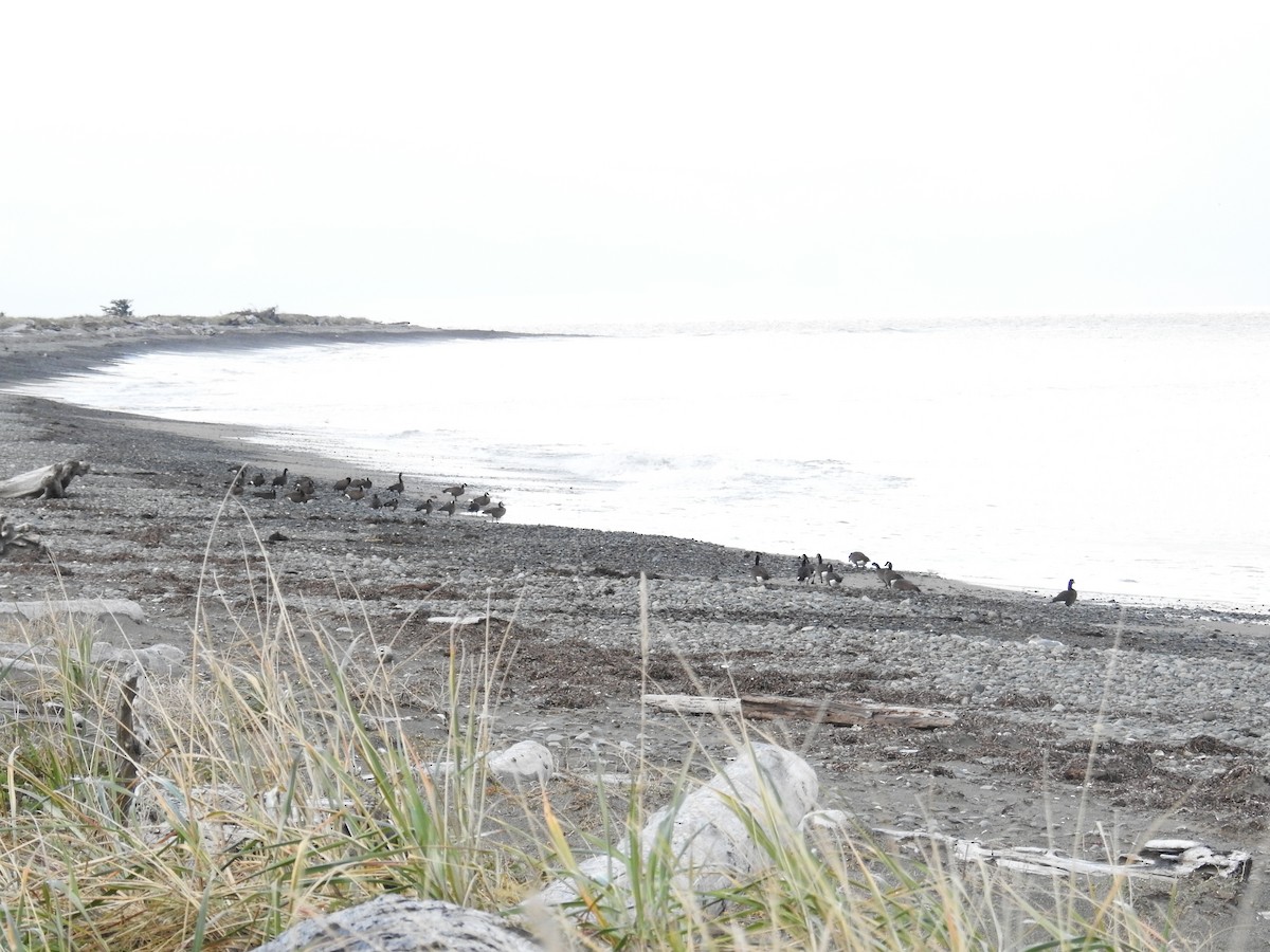 Branta kanadar handia (occidentalis/fulva) - ML644445140